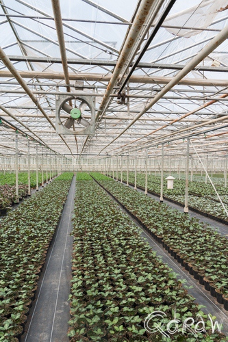Kom in de Kas Marknesse Noordoostpolder 2014 | foto 1 Kom in de Kas Marknesse Noordoostpolder 2014 FlevoFora, planten, kas, ventilator, groen, verbouwen | foto 1