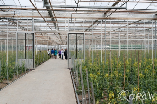 Kom in de Kas Marknesse Noordoostpolder 2014 | foto 2 Kom in de Kas Marknesse Noordoostpolder 2014 FlevoFora, tuinplanten, koolrabi, vermeerdering, kassen, kom in de kas, mensen | foto 2