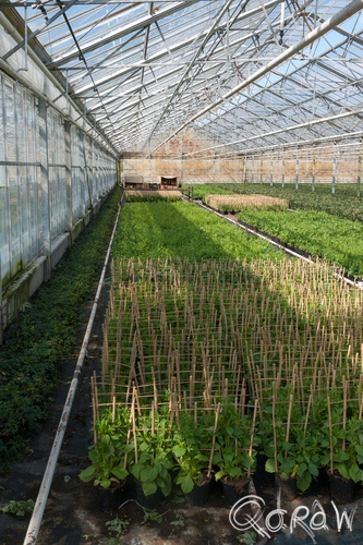Kom in de Kas Marknesse Noordoostpolder 2014 | foto 6 Kom in de Kas Marknesse Noordoostpolder 2014 bamboo, kas, planten, potplanten, kamerplant, perkplanten | foto 6