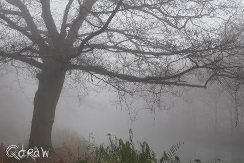 De week van de ochtendmist