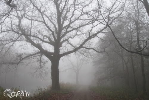 De week van de ochtendmist
