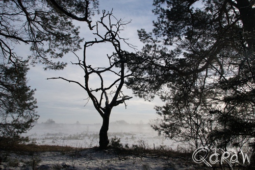 Stuifzandgebied Kootwijkerzand in de Sneeuw (2017) ; Boom | foto 3 Stuifzandgebied Kootwijkerzand in de Sneeuw (2017) ; sneeuw, kootwijk, zand, stuifsneeuw | foto 3