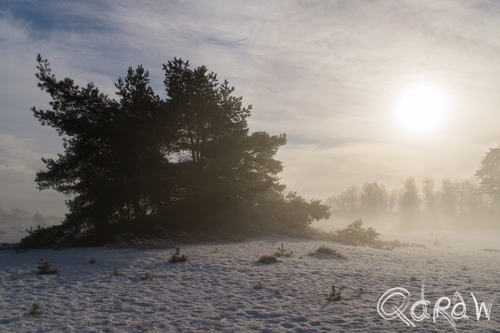 Stuifzandgebied Kootwijkerzand in de Sneeuw (2017) ; Tegenlicht | foto 4 Stuifzandgebied Kootwijkerzand in de Sneeuw (2017) ; sneeuw, kootwijk, zand, stuifsneeuw, tegenlicht | foto 4