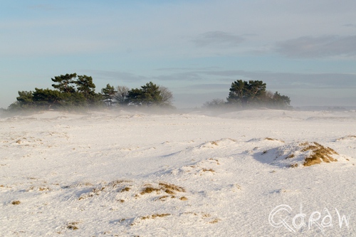 Stuifzandgebied Kootwijkerzand in de Sneeuw (2017) ; Mist | foto 6 Stuifzandgebied Kootwijkerzand in de Sneeuw (2017) ; sneeuw, kootwijk, zand, stuifsneeuw, Stuifzandgebied Kootwijkerzand, mist | foto 6