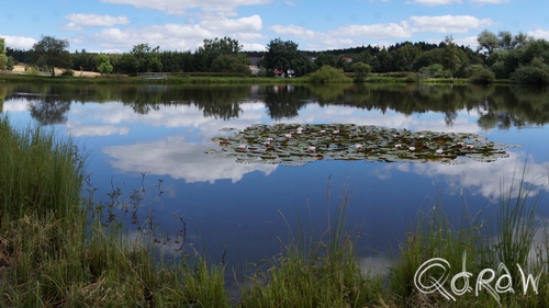 Thüringenwald landschap (2016) ; Frankenheim | foto 9 Thüringenwald landschap (2016) ; Frankenheim, water, waterlelie, visvijver | foto 9