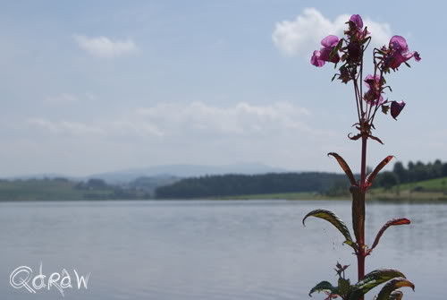 93453 Neukirchen b.Hl.Blut im Bayerischen Wald