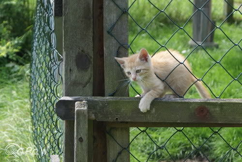 93453 Neukirchen b.Hl.Blut im Bayerischen Wald