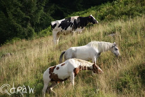 Paarden+Koeien, Hintertal/ Steinbockalm; foto 51
