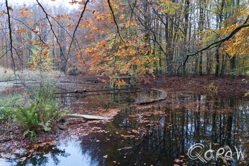 Waterloopbos Marknesse | foto 4 Waterloopbos Marknesse | foto 4
