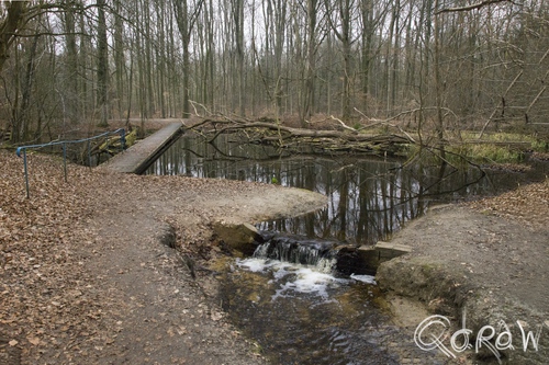 Waterloopbos Marknesse 2015 ; Experiment voor de Nieuwe Waterweg | foto 4 Waterloopbos Marknesse 2015 ; waterloopbos, Voorsterbos, nieuwe waterweg, model, modellen | foto 4
