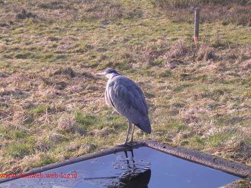 reiger