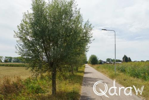 Holthuyserpad: Klompenpad tussen stad en rivierenland (2026) ; Kruisstraat ; Kruisstraat, wilgen, Holthuyserpad