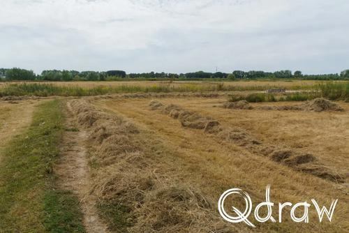Holthuyserpad: Klompenpad tussen stad en rivierenland (2026) ; Water Idylle ; Water Idylle, gras, droogte, Holthuyserpad