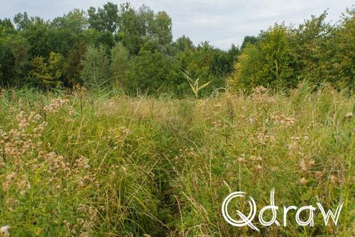 Holthuyserpad: Klompenpad tussen stad en rivierenland (2026) ; Exoduspad ; Exoduspad, gras, heuvel, Holthuyserpad