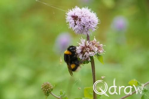 Holthuyserpad: Klompenpad tussen stad en rivierenland (2026) ; Aardhommel ; hommel, Aardhommel, Holthuyserpad
