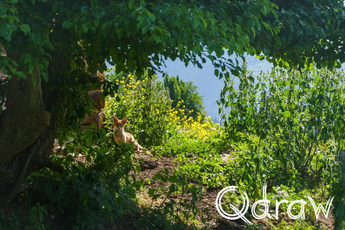 Bekijk de volledige serie: Etappe 4: Nakra naar Gheshderi