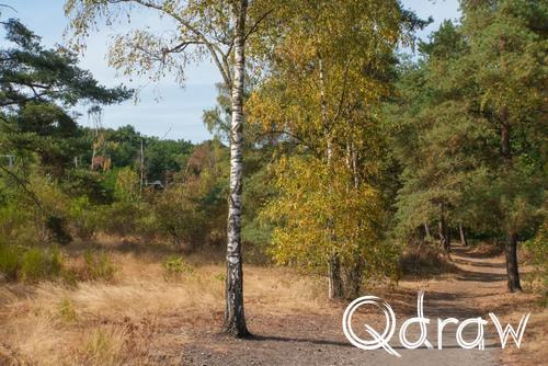 Twee Schansenroute over Landgoed Mookerheide (2026) ; Lindenlaan naarbij Station ; droog, gras, berk, Lindenlaan, Mook