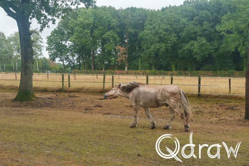 Veluwe Zwerfpad Etappe 12 van Vaassen naar Hoog Soeren (2026) ; Paard ; Etappe 12, paard, hekwerk, weide, droogte, Veluwe Zwerfpad