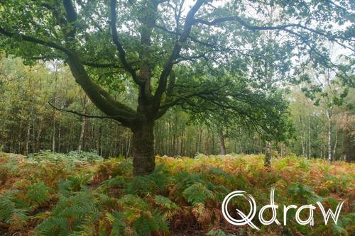 Veluwe Zwerfpad Etappe 12 van Vaassen naar Hoog Soeren (2026) ; Wieselseweg - Het Loo ; Etappe 12, Wieselseweg, Het Loo, bos, Veluwe Zwerfpad