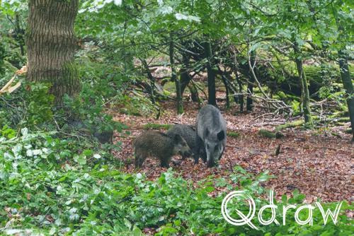 Veluwe Zwerfpad Etappe 12 van Vaassen naar Hoog Soeren (2026) ; Wilde Zwijnen ; Etappe 12, Wieselseweg, Het Loo, Wilde Zwijnen, Veluwe Zwerfpad