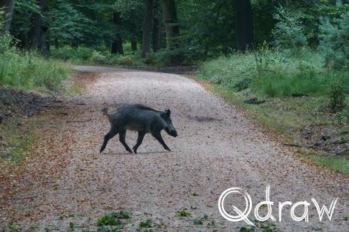 Veluwe Zwerfpad Etappe 12 van Vaassen naar Hoog Soeren (2026) ; Wilde Zwijnen ; Etappe 12, Wieselseweg, Het Loo, Wilde Zwijnen, Veluwe Zwerfpad