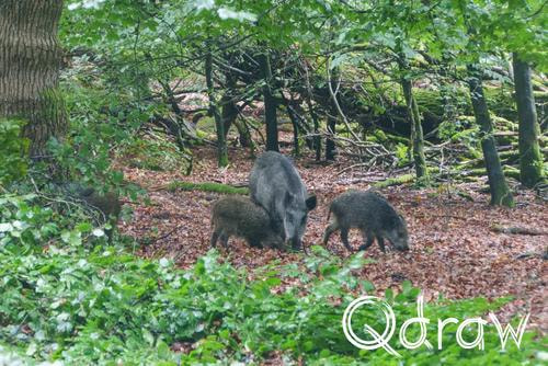 Veluwe Zwerfpad Etappe 12 van Vaassen naar Hoog Soeren (2026) ; Wilde Zwijnen ; Etappe 12, Wieselseweg, Het Loo, Wilde Zwijnen, Veluwe Zwerfpad