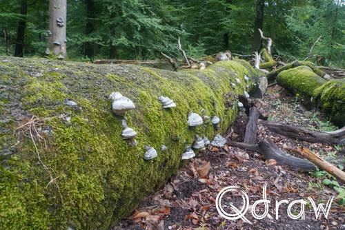 Veluwe Zwerfpad Etappe 12 van Vaassen naar Hoog Soeren (2026) ; Echte Tonderzwam - Elspetergrindweg ; Etappe 12, Elspetergrindweg, Echte Tonderzwam, mos, Veluwe Zwerfpad