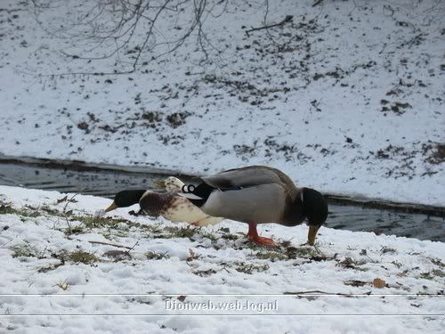Van Apeldoorn centrum tot Twello centrum in de sneeuw.
