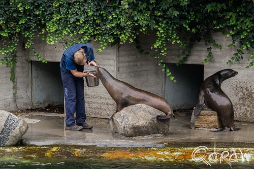 Artis (2014) ; Californische zeeleeuw, Muiderpoort, Artis, California sea lion, oorrobben, dierentuin, zoo | foto 1