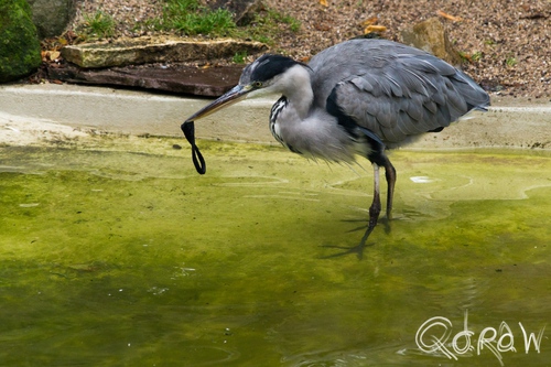 Artis (2014) ; reiger, Ardeidae, artis, haarbandje, afval | foto 2
