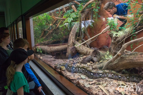 Artis (2014) ; Artis, python, slang, mensen, Netpython, Broghammerus reticulatus | foto 5