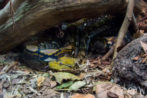 Artis (2014) ; Artis, python, slang, mensen, Netpython, Broghammerus reticulatus | foto 6