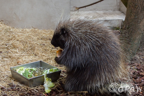 Artis (2014) ; Noord-Amerikaans boomstekelvarken, Artis, North American porcupine, Erethizon dorsatum | foto 8