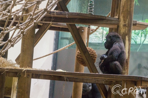 Artis (2014) ; Westelijke laaglandgorilla, Gorilla gorilla gorilla, aap, monkey, Artis | foto 10