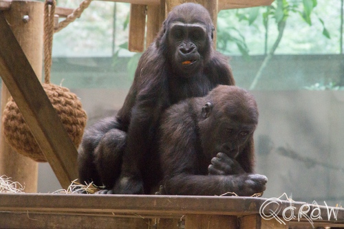 Artis (2014) ; Westelijke laaglandgorilla, Gorilla gorilla gorilla, aap, monkey, Artis | foto 11