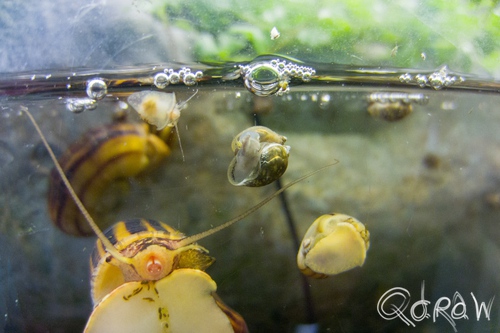 Artis (2014) ; Artis, insect, slak, water | foto 12