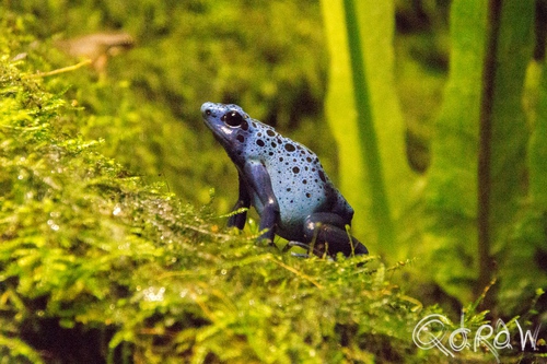Artis (2014) ; Artis, kikker, Poison dart frogs, Pijlgifkikkers, Dendrobatidae | foto 13