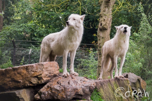 Artis (2014) ; Wolf, Grey Wolf, Witte wolf, Canis lupus | foto 14