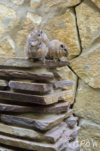 Artis (2014) ; Goendi, Artis, dier, Ctenodactylus gundi, gundi, halfwoestijnen Noord-Afrika | foto 15