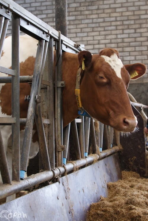 Campina open boerderijdag (pasen 2012)