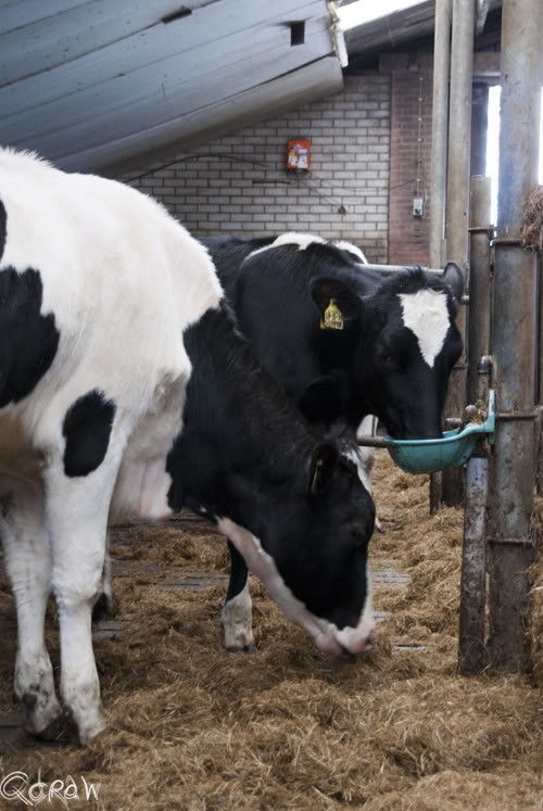 Campina open boerderijdag (pasen 2012)
