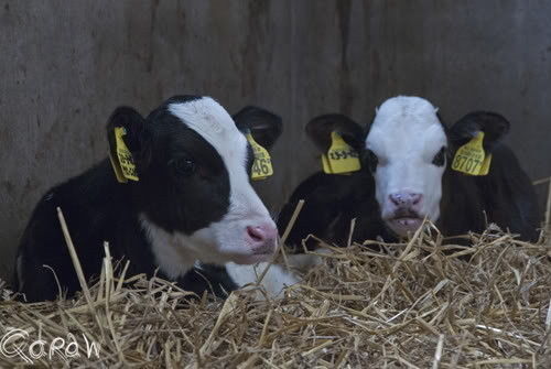 Campina open boerderijdag (pasen 2012)