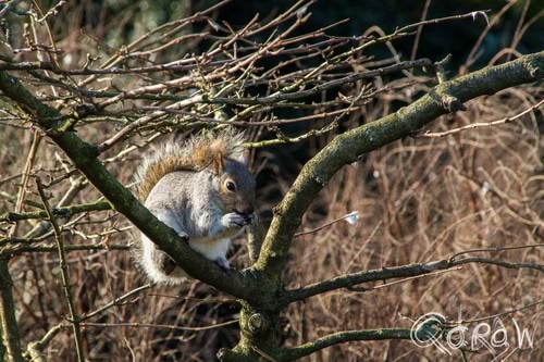 City of Westminster (2017) ; Westminster, squirrel | foto 7