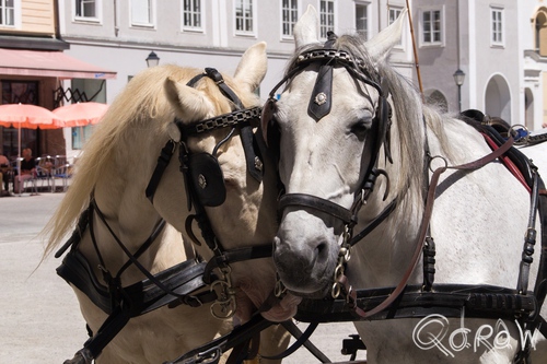 Citytrip Salzburg (2017) ; Residenzplatz, Horses, Salzburg | foto 9