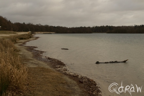 Dankernsee Emsland (2016) ; Dankernsee, Emsland, wrakhout, meer, winter | foto 1