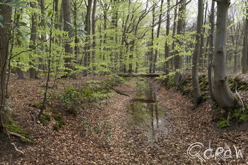 De Boekhorst in het groen ; lente, water, bomen, bladeren, Weerspiegeling | foto 2