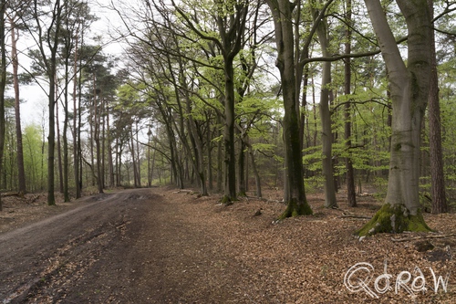 De Boekhorst in het groen ; lente, water, bomen, bladeren | foto 3