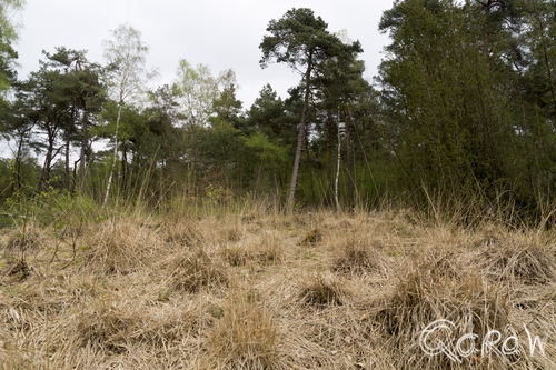 De Boekhorst in het groen ; De Boekhorst, gras, naaldbomen, droog gras | foto 5