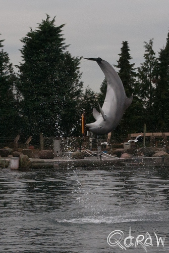 Dolfinarium Harderwijk | foto 3