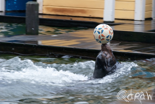 Dolfinarium Harderwijk | foto 5